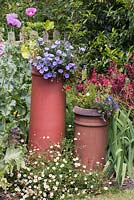 Two chimney pots planted colourful summer flowering plants create a focal point in a mixed border. 