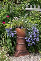 Pot planted with anthemis and  trailing Convolvulus sabatius and blue rock bindweed.