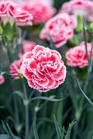 Dianthus plumarius 'Coral Reef', with fragrant flowers - July