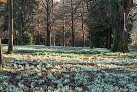 Carpets of snowdrops flower in deciduous woodland at Colesbourne Park.