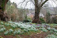 A woodland glade planted with snowdrop, Cyclamen coum and winter Aconite at Colesbourne Park.