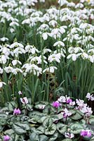 Snowdrops naturalised in woodland with Cyclamen coum