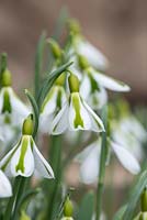 Galanthus 'South Hayes' with their distinctive markings resembling an exclamation mark 
