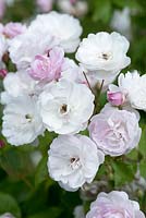 Rosa 'Blush Noisette', an old Noisette climbing rose with clusters of scented, lilac pink flowers.