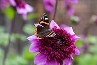 Dahlia 'Blue Bayou' visited by a Red Admiral butterfly. 