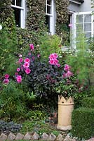 Chimney pot planted with Salvia 'Wendy's Wish', beside Dahlia 'Fascination' and cosmos.