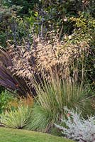 Stipa gigantea, golden oats, a dramatic ornamental grass in autumn.