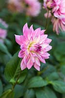Dahlia 'Ace Summer Emotions', a semi-cactus dahlia with huge lilac pink blooms, flowering from August into autumn.