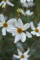 Bidens 'Moonlight', a half hardy annual bearing masses of small white daisy like flowers all summer long.