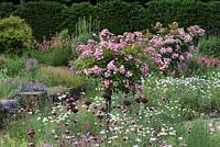 Sylvia's Garden at Newby Hall.  A Rosa 'Ballerina' standard rises above alliums, dianthus, marguerites and sage.