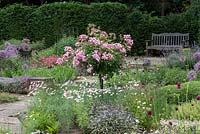Sylvia's Garden at Newby Hall.  A Rosa 'Ballerina' standard rises above alliums, marguerites and sage.
