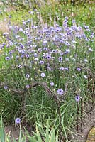 Catananche caerulea 'Major', Cupid's Dart, an herbaceous perennial with masses of daisy-like flowers. Supported by woven hazel twigs, July.