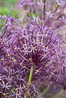 Allium cristophii, ornamental onion, a bulb with large round heads made up of scores of tiny, purple flowers - June
