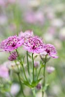 Astrantia major 'Roma', a herbaceous perennial with papery, pink flowers - July