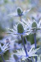 Eryngium x zabelii 'Big Blue', a herbaceous perennial with thimble sized blue heads above spiky silvery foliage - July