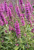 Lythrum virgatum 'Rosy Gem', a loosestrife that thrives in wet borders. Herbaceous perennial flowering from June.
