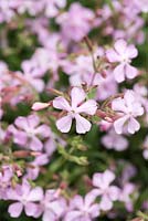 Saponaria x lempergii 'Max Frei' , soapwort, a low growing evergreen perennial with cascades of small pink flowers from June