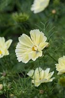 Cosmos bipinnatus 'Xanthos', a dwarf half hardy annual with soft yellow flowers from June.