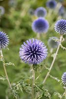 Echinops ritro, a herbaceous perennial prickly blue flower.