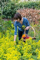Garden designer Sue Townsend, picking spring flowers.