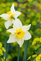 Narcissus 'White Lady' - a dainty sweet scented daffodil