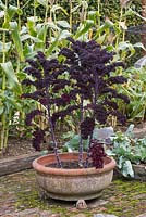 Purple curly kale grown in a terracotta pot.