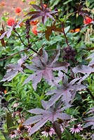 Ricinus communis 'New Zealand Purple' - September