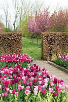 A spring garden with beds of Tulips 'Merlot', Pretty Love', 'Huis Ten Bosch' and 'Mistress Gray'. Behind, a beech hedge and flowering cherries, Prunus 'Kanzan'.