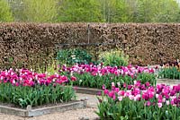 A spring garden with beds of Tulips 'Merlot', Pretty Love', 'Huis Ten Bosch' and 'Mistress Gray'. Another bed is planted with 'Chato', Rosalie', 'Recreado', Paul Scherer', Burgundy' and 'Pretty Love'.