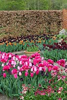 Looking over tulips 'Chato', Rosalie', 'Recreado', Paul Scherer', Burgundy' and 'Pretty Love' to beds of 'Black Jack' with 'Ballerina'  'Paul Scherer' with 'Jan Reus'.