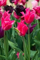 Tulipa 'Pretty Love' - April