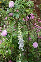 Rosa 'Jacques Cartier' trained onto a metal obelisk, beside white foxgloves and pink cistus.