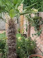 Trachycarpus fortunei a large statement plant in a small garden