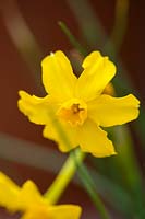 Daffodil - Narcissus jonquilla bulb, spring, February