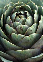 Close up of Cynara cardunculus Scolymus Group 'Violet de Provence'.  