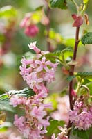 The flowers of Ribes sanguineum 'Poky's Pink'.
