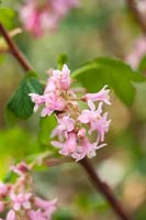 The flower of Ribes sanguineum 'Poky's Pink'.