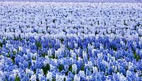 A field of blue Hyacinth -The Netherlands 
