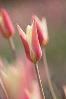 Tulipa clusiana 'Persica'. 