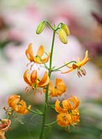 Martagon lily hybrid - Lilium peppard gold, May.