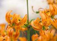 Martagon lily  - Lilium brocade, May.