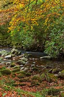 A rocky stream surrounded by autumnal vegetation. 