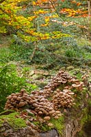 Wild mushrooms colonise a mossy fallen tree trunk. 