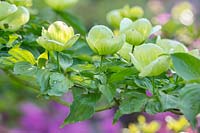 Green flowers of Cornus kousa venus, May.
