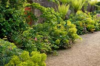 Euphorbias along the wall, The Stumpery, The Collector Earls garden, Arundel Castle, West Sussex, May
