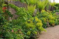 A late spring, walled border featuring tree ferns and Euphorbia in the Collector Earls Garden: The Stumpery, Arundel Castle, West Sussex 


