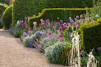 Border with Allium 'Purple sensation' and A 'Gladiator' and Yew hedges, The Collector Earls garden, Arundel Castle, West Sussex, May
