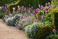 Border with Allium 'Purple sensation' and A 'Gladiator' and Yew hedges, The Collector Earls garden, Arundel Castle, West Sussex, May