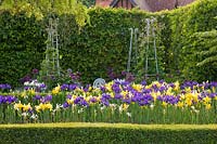 A border of Iris at Arundel Castle Gardens, West Sussex.