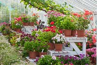 Greenhouse with display of Geraniums and Pelargoniums on stands and Vitis - Grape vine behind - Arundel Castle, West Sussex, June